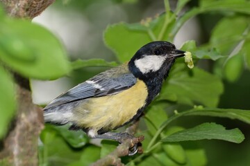 The tit bears a caterpillar for the young. Czechia. Europe