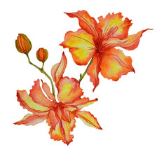 Watercolor with beautiful bright orange flowers lily close-up, isolated on white background. Can be used as romantic background for wedding invitations, greeting postcards, prints, textile design, pac