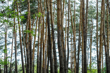 Obraz premium spruce forest, pinery, pine forest, Pine Tree, Fairy Forest, untouched spruce forest