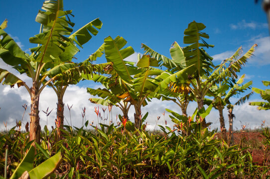 Hawaiian banana trees