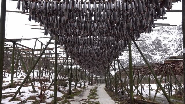Norwegian traditional stockfish outdoor drying on the sun above blue cloudy sky.