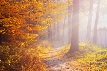 early morning in the autumn park  forest in fall, a scenic landscape