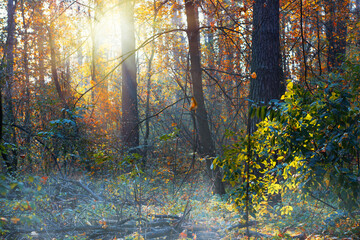 Fototapeta premium early morning in the autumn park forest in fall, a scenic landscape
