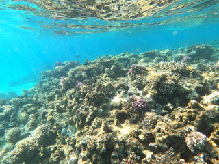 Fototapeta premium Reef with lots of colorful corals and lots of fish in clear blue water in the Red Sea near Hurgharda, Egypt