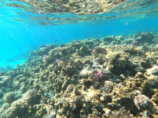 Reef with lots of colorful corals and lots of fish in clear blue water in the Red Sea near Hurgharda, Egypt