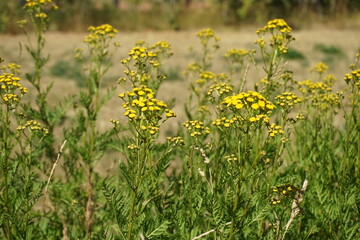 Rainfarn (Tanacetum vulgare) am Wegesrand