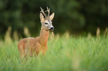 Selbstklebende Fototapeten Roe deer buck( Capreolus capreolus ) © Piotr Krzeslak