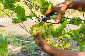 Naklejka na ściany i meble Vine harvesting. Farmer's hands cutting ripe juicy bunch of grapes. Natural, bio, organic, eco grape.