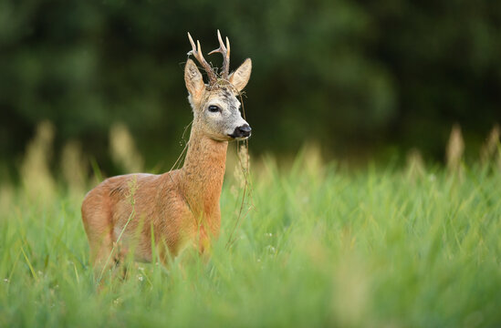 Roe deer buck( Capreolus capreolus )