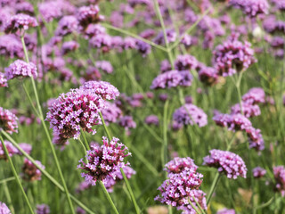 Close-up of purple verbena flowers. Selective focus, blurred background.