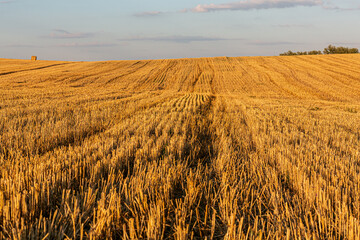 Wheat field after harvest. Stripes in the field, paths of straw stalks. Hot August evening.
