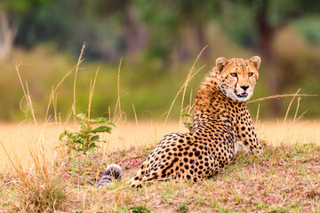 Masai Mara, Geparde in der Serengeti