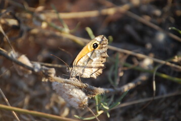 Black Orange and Grey Butterfly