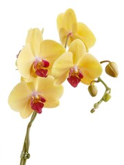 Naklejka na ściany i meble yellow and red flower of orchid Phalaenopsis plant close up