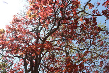 red maple tree,red maple leaves,spring season leaves