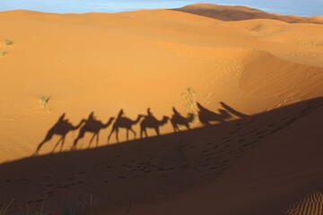 Fototapeta na wymiar camel in the sahara desert morocco