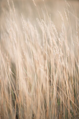 A close up of some grass