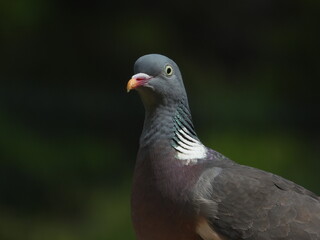 pigeon