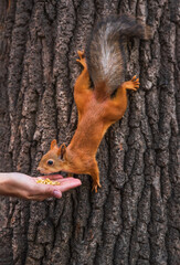 Squirrel on a tree.  Red squirrel eats nuts from a human palm. A man feeds a wild squirrel from his hand.