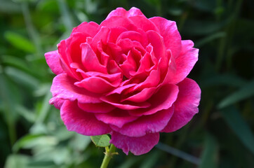 blooming pink rose selective focus