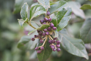 branch of a cherry tree