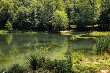 green forest and lake