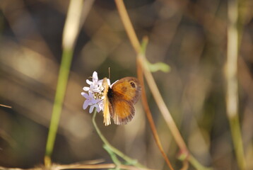 Black Orange and Grey Butterfly