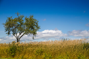 Fototapeta premium tree in the field