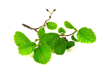 Alder Wood (Alnus) Leaf and Twig Branch. Isolated on White Background.
