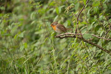 Robin next to the footpath, Cheshire. 