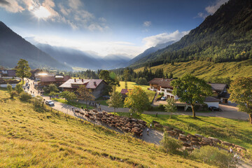 Viehscheid in Allgaeu, Bavarian Alps, Cows are returning  from mountains in Hinterstein with...