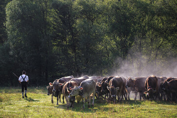 A herd of cows with a shepherd in Germany during the Viehscheid holiday