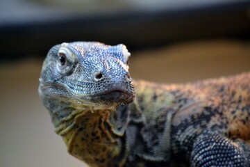 Large komodo dragon
