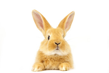 Red-eared rabbit on a white background.