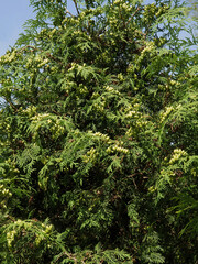 thuja coniferous tree with seeds close up