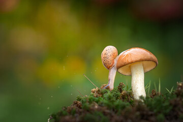 One small snail crawls down from a shiny mushroom