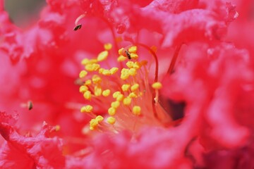 Crape myrtle flowers / Lythraceae deciduous tree