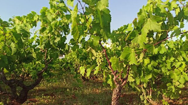 White grapes are ripening. Beautiful nice grape in traditional old vineyard in Puglia, Italy