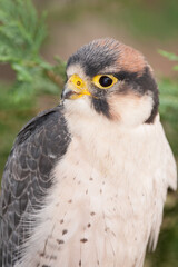 Lanner Falcon
