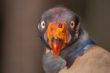 King Vulture