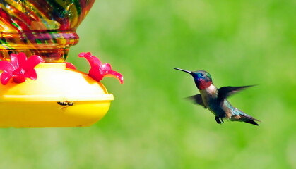 Ruby-throated male hummingbird © Palm-Prints