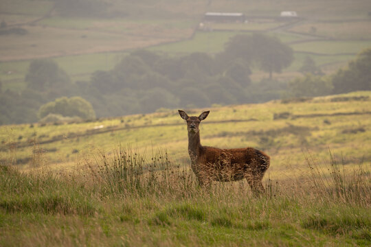 Deer In Lyme Park, Cheshire.