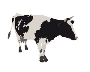 Vector cow in realistic style on a white background. Black and white cow.