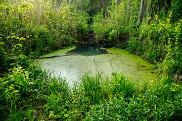 Overgrown water in the swamp. Swamp in the forest