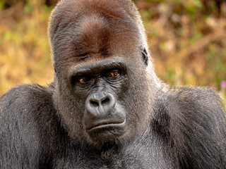 Obraz premium Close-up portrait of a male silverback gorilla