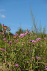 spring landscape panorama with blooming flowers in the meadow. purple blueberries bloom on the field. panoramic summer view of blooming wild flowers in the meadow.
