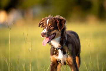 Red Tri color Australian Shepherd Puppy outside on green grass at sunset