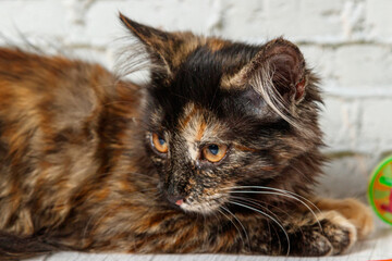 Naklejka premium Beautiful little cat girl on a background of a brick wall