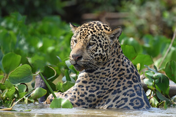 Jaguar climbing onto river bank in the Pantanal, Brazil