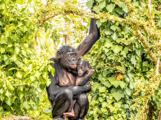 Fototapeta na wymiar Portrait of a female gorilla with her baby in a tree